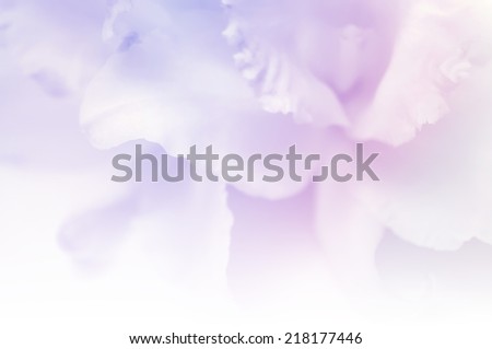 sweet color orchids in soft style for background