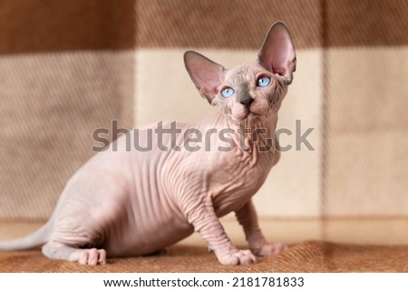 Blue mink and white color Sphynx cat four months old with blue eyes sitting at wool plaid brown and beige blanket and looking away carefully. Beautiful hairless male cat is rare breed pet. Home shot. Royalty-Free Stock Photo #2181781833