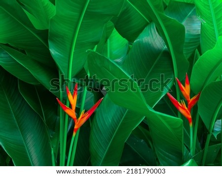 Close-up tropical leaves, abstract green leaves texture, and nature background. reduce air toxicity by growing more leaves for the environment around the house