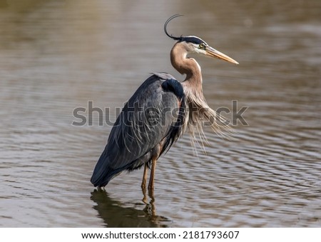 While wading in shallow waters a Great Blue Heron catches a breeze from behind that lifts up its chest feathers and head plumes. Royalty-Free Stock Photo #2181793607