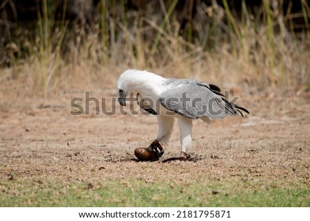 the white-bellied sea eagle has a white head, breast, under-wing coverts and tail. The upper parts are grey and the black under-wing flight feathers contrast with the white coverts. It has a grey beak