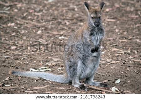 the red necked wallaby has reddish fur on its shoulders and nape. The rest of its body is tawny gray, except for its white chest and belly. Its tail is gray on top and white below.  Royalty-Free Stock Photo #2181796243