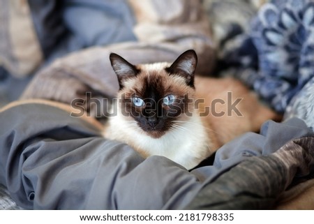 Portrait of a Female Siamese Cat lying on a Blanket