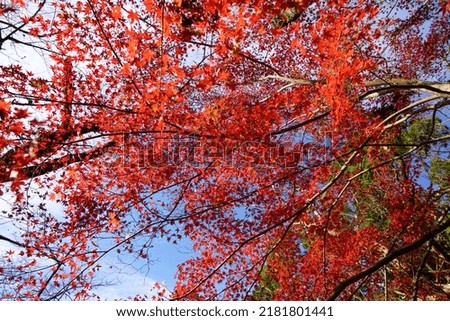 Autumn leaves of Japanese maple