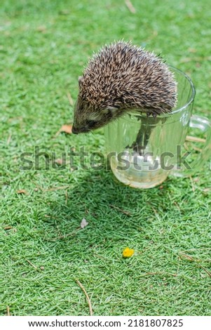 a beautiful hedgehog is sitting in a glass mug