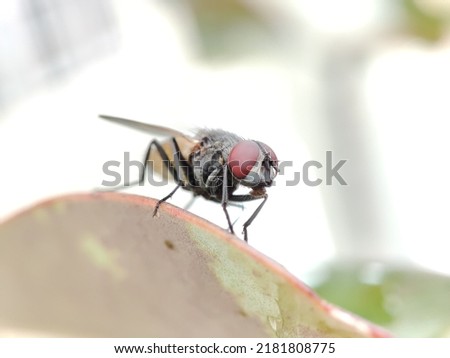 close up picture of a fly on a leaf
