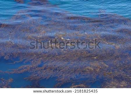 Sea otters resting on the kelp bed, shot at Point Lobos Natural Reserve, California, USA. Royalty-Free Stock Photo #2181825435
