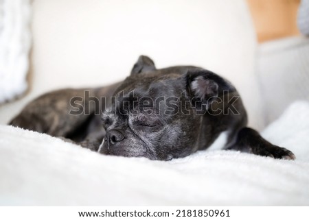 Small black dog sleeping on sofa. Front view of cute short hair dog lying on a fluffy blanket. Senior dog with greying muzzle. 9 years old female boston terrier pug mix. Selective focus on dog nose.