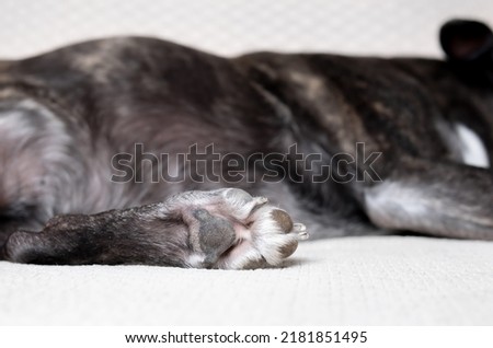 Dog paw backside. Close up of rough dog paw pads and claws. Small black short hair dog sleeping on sofa. 9 years old female boston terrier pug mix. Selective focus on dog paw.