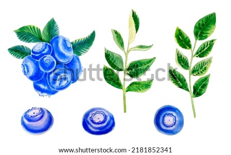 Berries and branches of blueberries watercolor set. Hand drawn illustrations of fruits and leaves on an isolated background. Clip art for design.