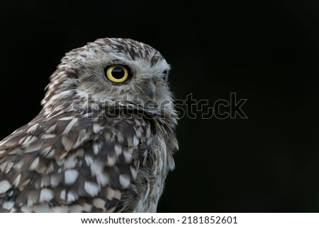 Portrait of a beautiful Burrowing owl (Athene cunicularia). Looking into the camera. Isolated on a black background. Angry bird.                                                             