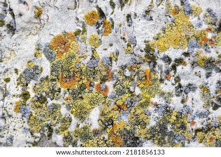 Aged wall of old building with multicolored moss, natural background, full frame. Colorful Moss on Concrete Wall with Texture Scars. Detailed backdrop, abstract design. Selective focus. Royalty-Free Stock Photo #2181856133