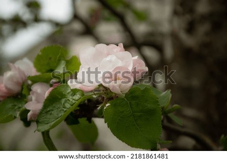 macro picture of apple blossoms