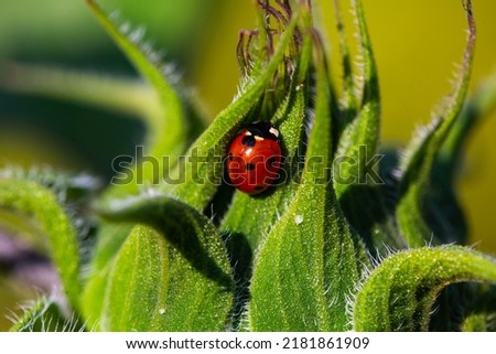 ladybug on sunflower, macro, insect