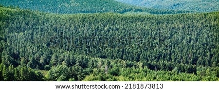 panorama picture with endless pine forests in landscape of vosges mountains in france