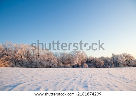 Winter atmospheric landscape with frost-covered dry plants during snowfall. Winter Christmas background. High quality photo