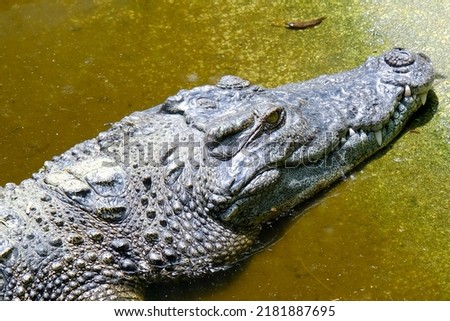 crocodile sunbathing  Take only the head