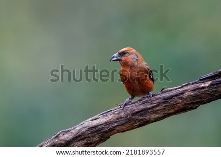 Red crossbill or common crossbill (Loxia curvirostra), a small passerine bird in the finch family, coming for a drink in a pond in the forest in the Netherlands Royalty-Free Stock Photo #2181893557
