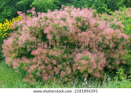 Flowering bush, Pink Sumac Smoke tree at sunlight, Nature Royalty-Free Stock Photo #2181896395