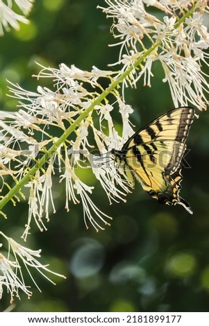 A tiger swallowtail butterfly enjoying the nectar of a flower.
