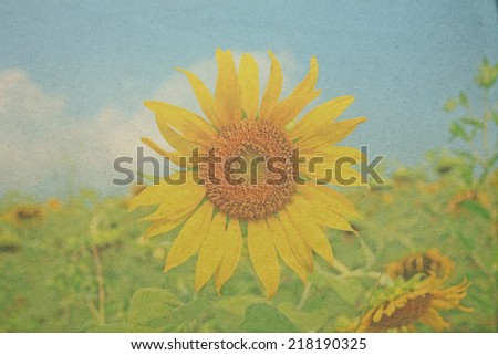 sun flower paper picture