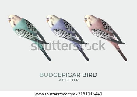 budgerigar bird with blue, purple and pink color on white background. Cute animal.