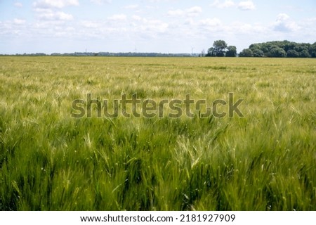 European organic grains, green fields of wheat plants in Pays de Caux, Normandy, France Royalty-Free Stock Photo #2181927909