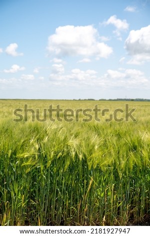 European organic grains, green fields of wheat plants in Pays de Caux, Normandy, France Royalty-Free Stock Photo #2181927947