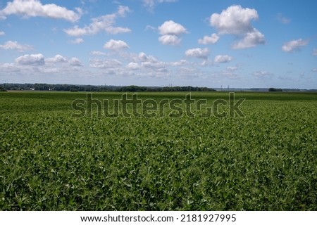 Argiculture in Pays de Caux, fields with green peas plants in summer, Normandy, France Royalty-Free Stock Photo #2181927995