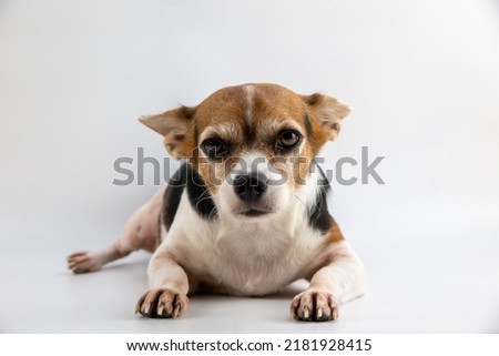 The mixed Dog Jack russell and chihuahua