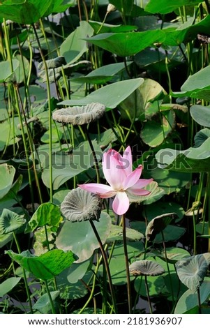 KOLKATA, WEST BENGAL, INDIA on 21st. June 2022 at 08:24 pm from a lake. Picture shows blooming lotus flower in the leaves of the lake water.