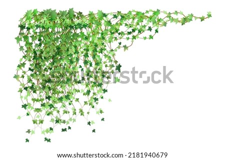 Green vine, creeper or ivy hanging from above or climbing the wall.Decoration for garden or home.Template on white background.
