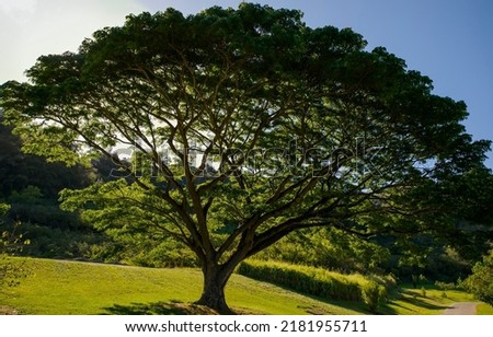 A branching tree in the rays of the sun. Beaitufil branched tree. Tree branche in green foliage. Branching tree in summer Royalty-Free Stock Photo #2181955711