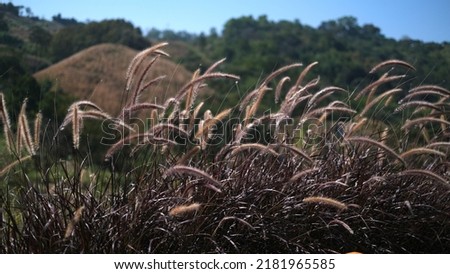 defocused poaceae grass flower on the hill