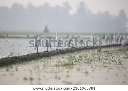india kerala thrissur - MARCH 16, 2018: Asia farmers plant a rice on paddy field in kerala in foggy morning and having fun on work field , farmers hard work 