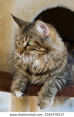 Norwegian Forest cat on the scratching tower
