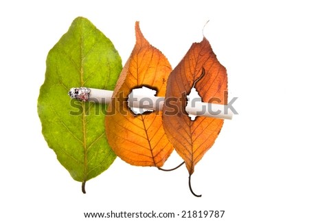 No smoking concept illustrated by cigarette burned holes in leaves isolated on white background