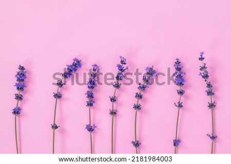 Lavender flowers on pink background, top view photo