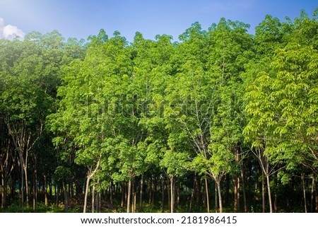 Landscape image of a rubber plantation or a group of rubber trees or rubber trees with leaves branch that are abundant in South East Asia. Royalty-Free Stock Photo #2181986415