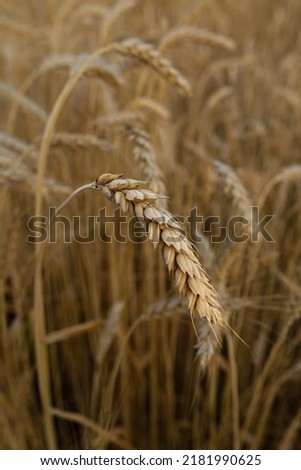 An ear of wheat in the field. Wheat field. Harvest, field, agriculture. Food, products, raw materials. Flour, cereals, fodder, straw. Plant protection, environmental protection. Food crisis. Famine.