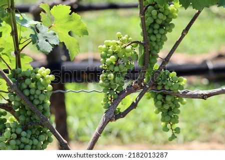 Wine grapes (pictured with selective focus) are seen growing on the vines in a beautiful vineyard at a winery on the North Fork of Long Island, New York, USA.