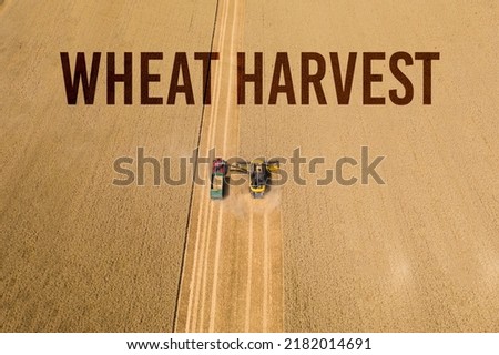 Aerial view of combine harvester harvesting wheat. Combine harvester harvests ripe wheat. agriculture. Harvesting wheat harvester on a sunny summer day. 