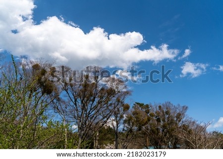 Blue skies and clouds and mistletoe in spring