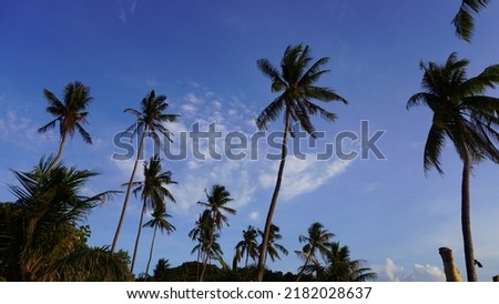 Bright blue sky with golden dawn sunrise at tropical Thailand beach coconut trees low angle