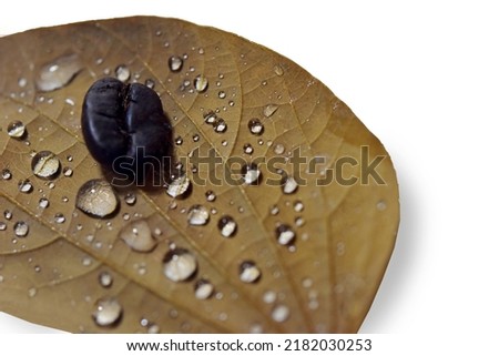 Close up of coffee beans on raindrops on dry leave