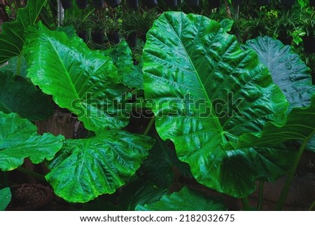 Alocasia odora foliage  or Giant upright elephant ear, Exotic tropical leaf.