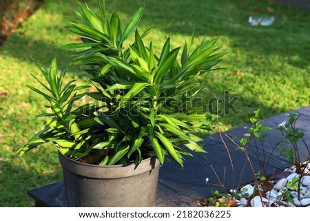 Dracaena lemon lime plant growing on pot under morning sunlight