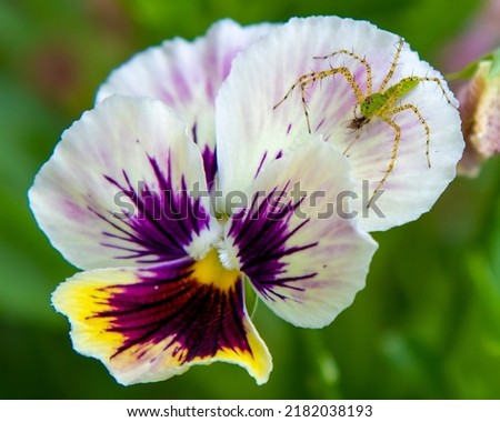 Green Lynx spider on a purple pansy