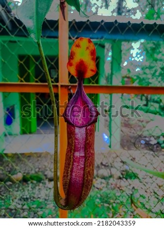 Beautiful and unique Nepenthes adrianii Plant. Rare plant from Mt. Slamet "Flora of Java" Royalty-Free Stock Photo #2182043359