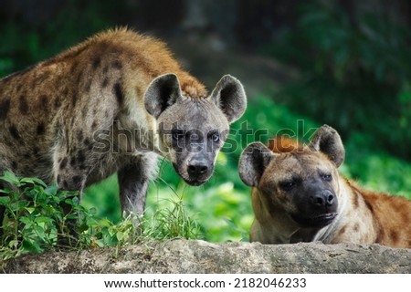 young male and female africa wild spotted hyena ready to hunt the animal.